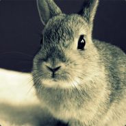 请叫我圆润的兔子