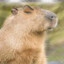 Capybara