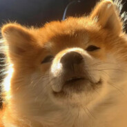 tirrl（芝士小狗）