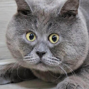 shalkarnurjan98 - steam id 76561199840658916