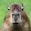 _Capybarch1k_