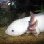 Massive_Axolotl