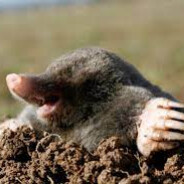 mole