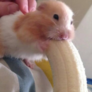 хомяк бананосос