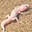 fart gecko