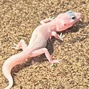 fart gecko