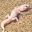 fart gecko