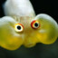 Silly Fish Guy
