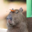 CAPYBARA