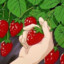 Jordbærr★