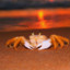Just A Crab