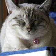 tiko