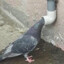 Pigeon