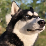 Odin