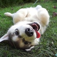 尼古拉斯•熊呗呗i