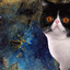 kot w kosmosie