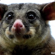 PossumTrap - steam id 76561198135540562