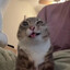 °ᴗ°