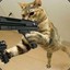 KittenRaider