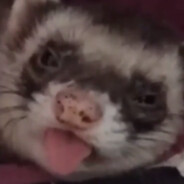 TheFerret