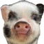 Pupupuu