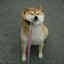 Shiba