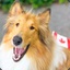 Canadian Collie