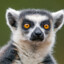 Lemur