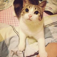 暖心绿茶好妹妹