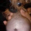 Perrito Panzon