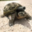 weaponized turtle