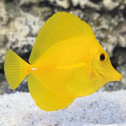 Baby Tang