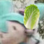 CNVEG_cabbage