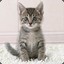 Awkward Kitten