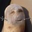 jeff the anthropomorphic potato