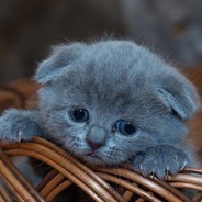 猫大人-卡其脱离太