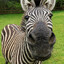 zebra's avatar