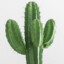 ExecutiveCactus