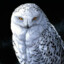 White_Owl