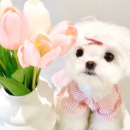 高端的敌人总是以队友的形式出现