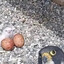 Цистерна Эктоплазмы