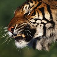 桫椤双树