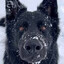 Guldhund
