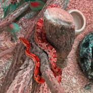 Xoto - steam id 76561199134191650