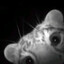 meow