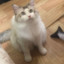 养一只叫辣鸡的猫