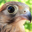 birdgirl