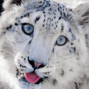 第一白给位——雪豹