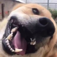 吃屎不忘拉屎 人