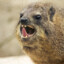 Hyrax